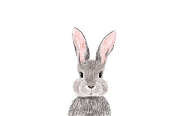 Adorable rabbit with soft fur. Adorable rabbit with soft fur.