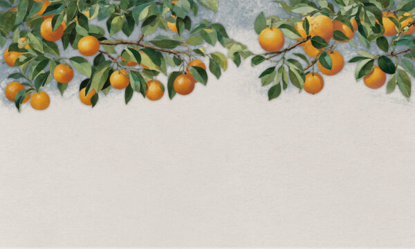 A branch of oranges with leaves A branch of oranges with leaves