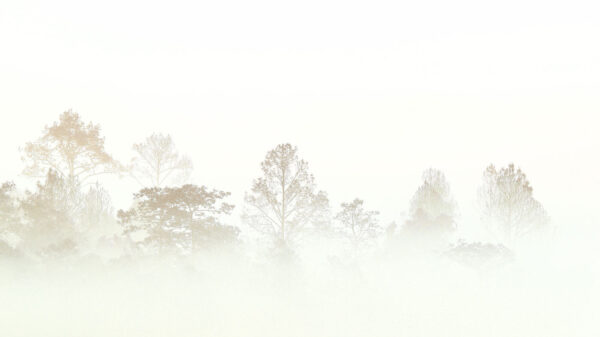 Trees in the fog Trees in the fog