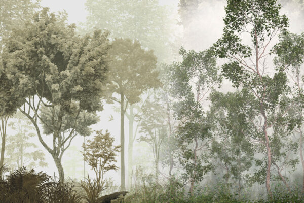 A group of trees in a foggy forest A group of trees in a foggy forest