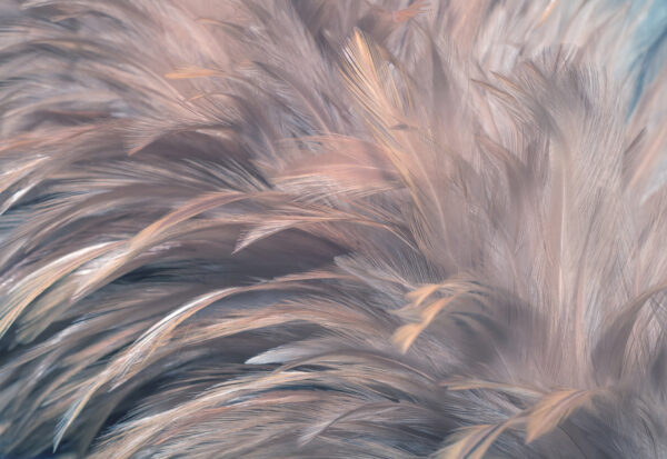 Soft and delicate feather textures u96992p 600x413 - Soft and delicate feather textures