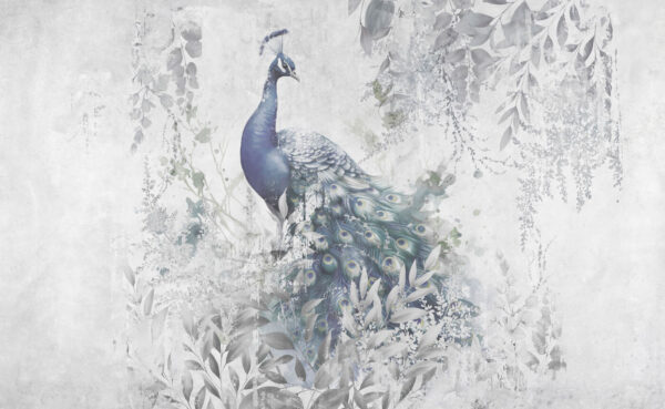 Peacock with feathers on a white background u96727p 600x369 - Peacock with feathers on a white background