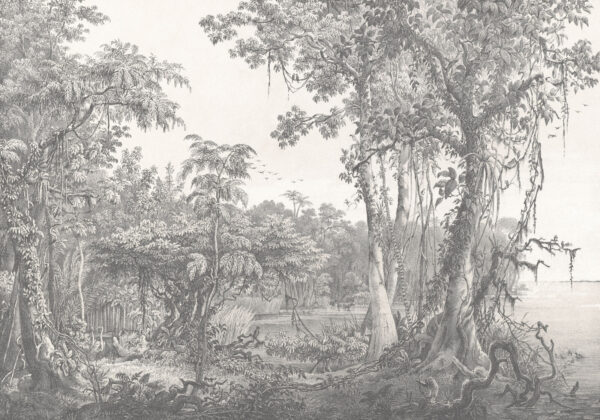 Drawing of trees and plants u95795p 600x420 - Drawing of trees and plants