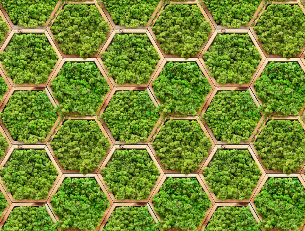 Wall of plants in hexagons Wall of plants in hexagons