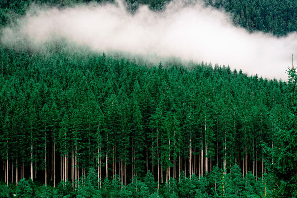 A forest of trees with fog u95106p 1024x684 - A forest of trees with fog - tegory