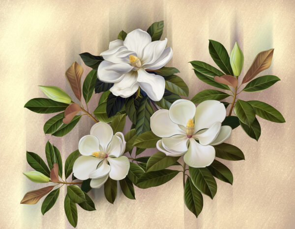 Beautiful magnolia blooms on display u95014p 600x467 - Beautiful magnolia blooms on display - tegory