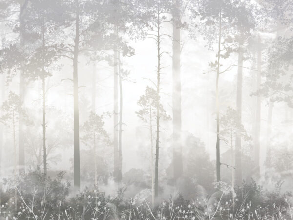 Foggy forest with tall trees Foggy forest with tall trees