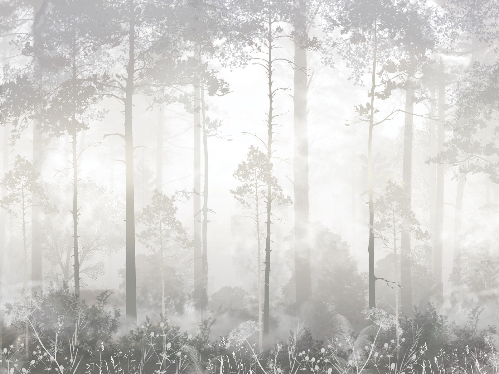 Foggy forest with tall trees Foggy forest with tall trees