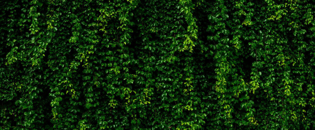 Wall of green leaves Wall of green leaves