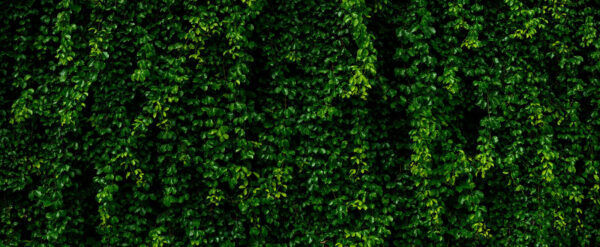Wall of green leaves Wall of green leaves
