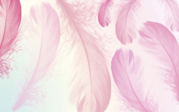 Group of pink feathers u94299p 600x375 - Group of pink feathers - tegory