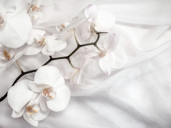 White orchids on a white fabric u94056p 600x450 - White orchids on a white fabric - tegory