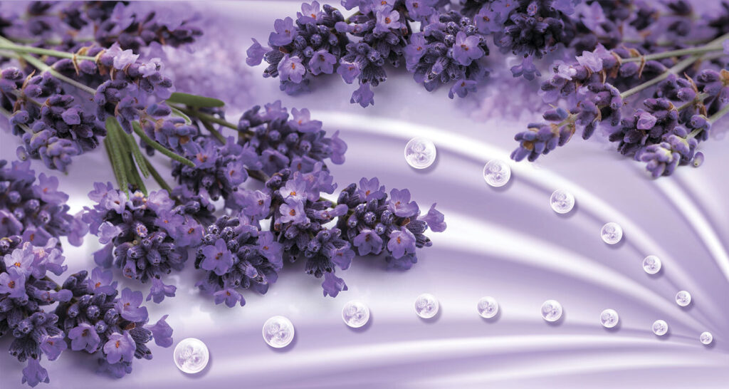 Lavender blooms in soft lavender hues u93798p 1024x546 - Lavender blooms in soft lavender hues - tegory
