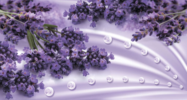 Lavender blooms in soft lavender hues u93798p 600x320 - Lavender blooms in soft lavender hues - tegory
