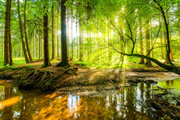 Stream in a forest Stream in a forest