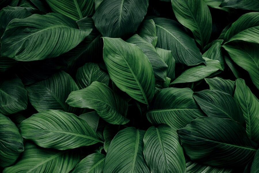 Large green leaves Large green leaves