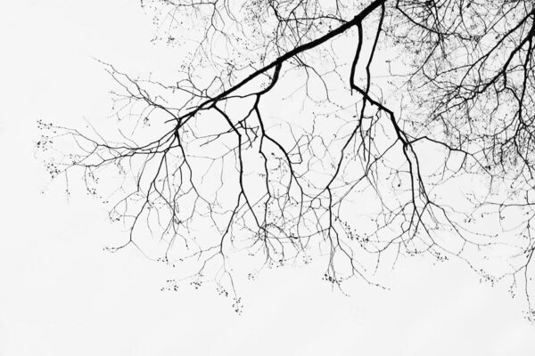 Tree branch with no leaves Tree branch with no leaves
