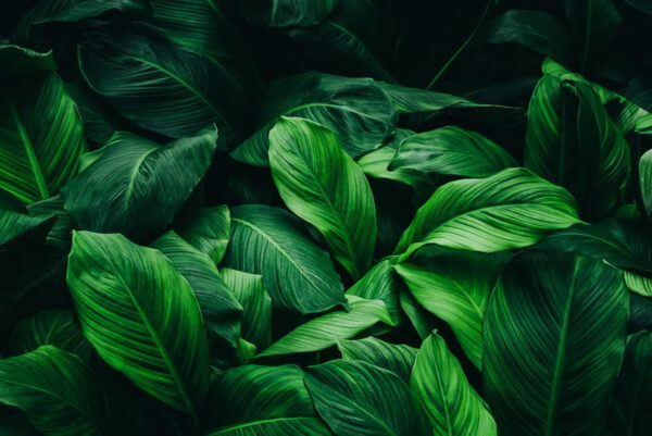 Group of large green leaves Group of large green leaves