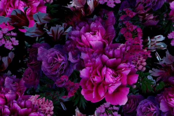 Group of purple flowers u72236p 600x400 - Group of purple flowers - tegory