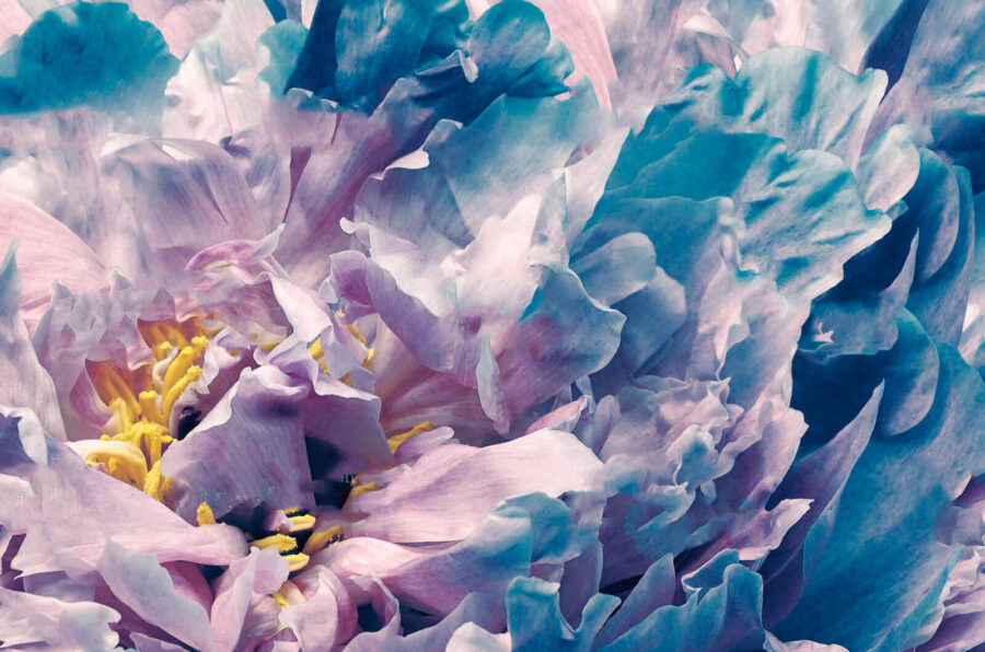 u72225p 900x596 - Delicate petals in soft hues - tegory
