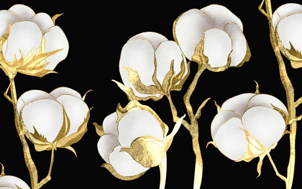 Cotton blooms on a dark backdrop u71644p 1024x640 - Cotton blooms on a dark backdrop - tegory