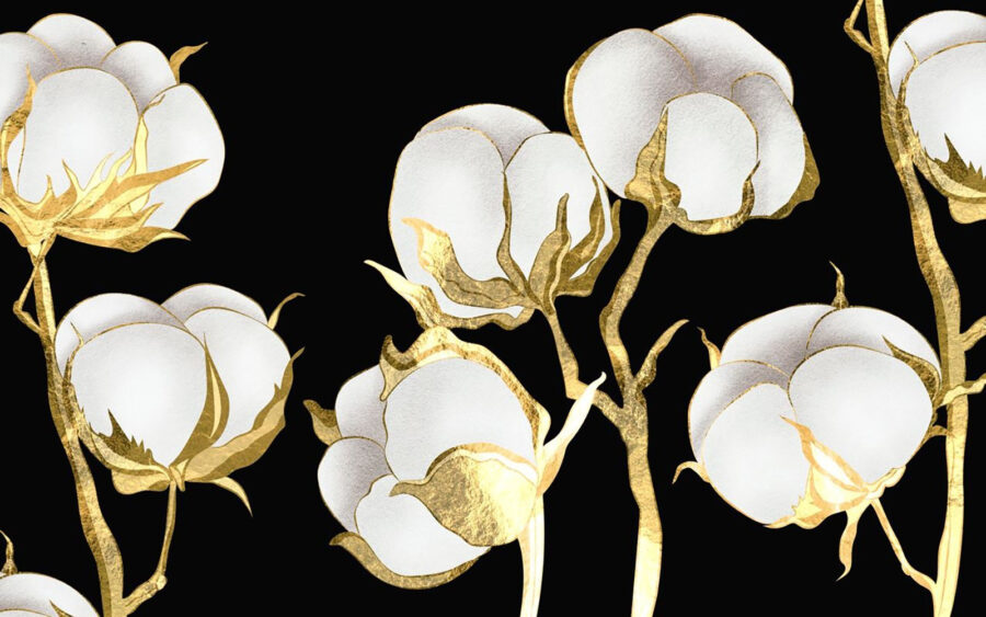 Cotton blooms on a dark backdrop u71644p 900x563 - Cotton blooms on a dark backdrop - tegory