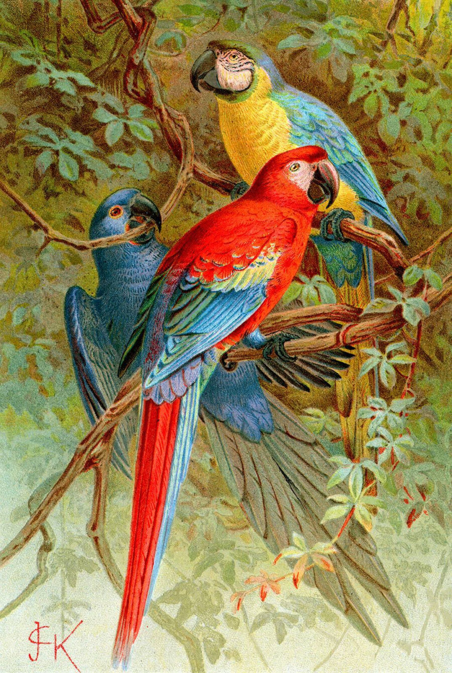 Group of colorful birds on a tree branch