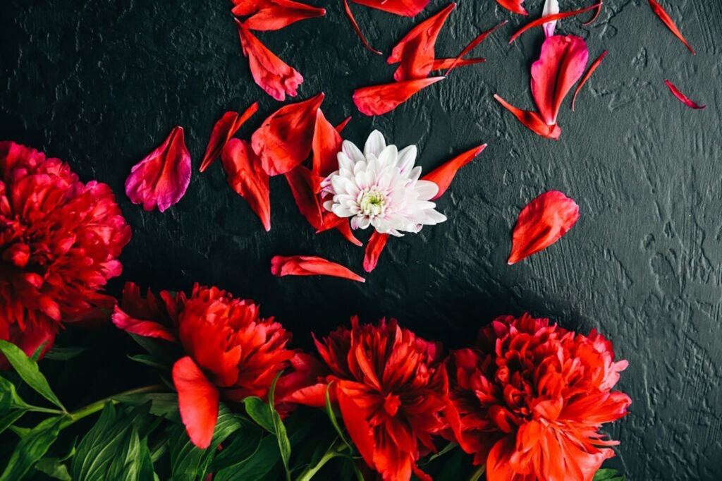 Group of red flowers with petals on a black surface u71471p 1024x682 - Group of red flowers with petals on a black surface - tegory