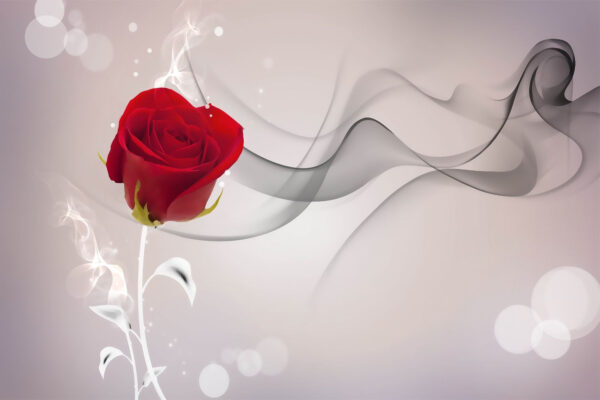 Red rose with smoke u68258p 600x400 - Red rose with smoke - tegory