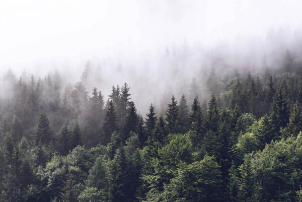 Forest of trees with fog u62724p 600x401 - Forest of trees with fog - tegory