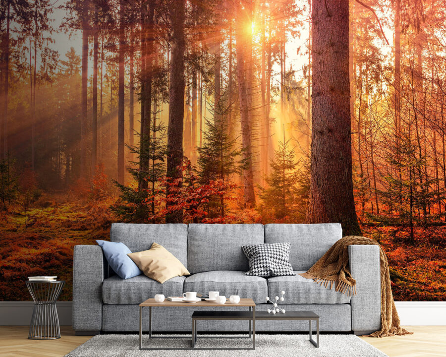 Sun shining through the trees
