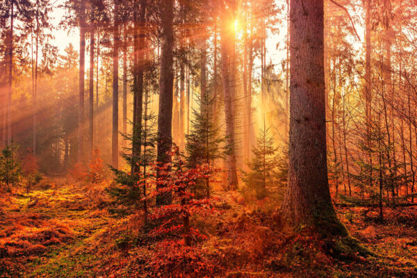 Sun shining through the trees Sun shining through the trees