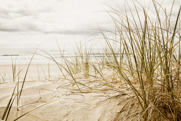 Gentle waves meet coastal grasses. Gentle waves meet coastal grasses.
