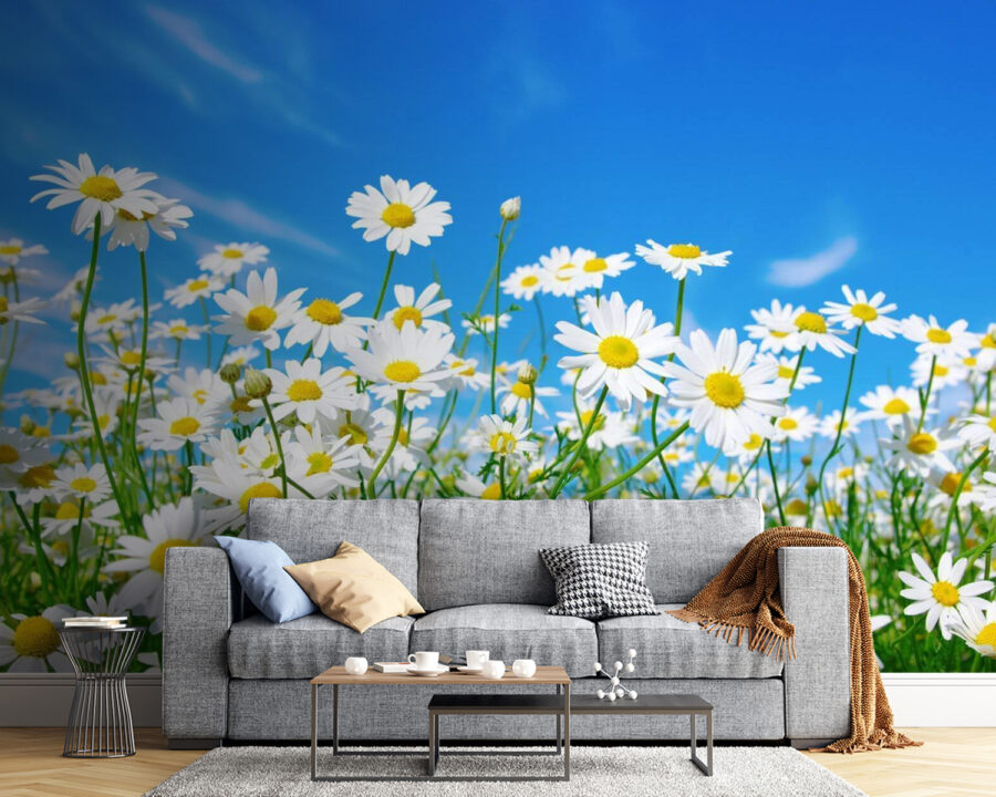 u62523pig54 900x720 - Field of white and yellow flowers - tegory