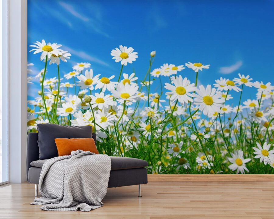 u62523pig25 900x720 - Field of white and yellow flowers - tegory
