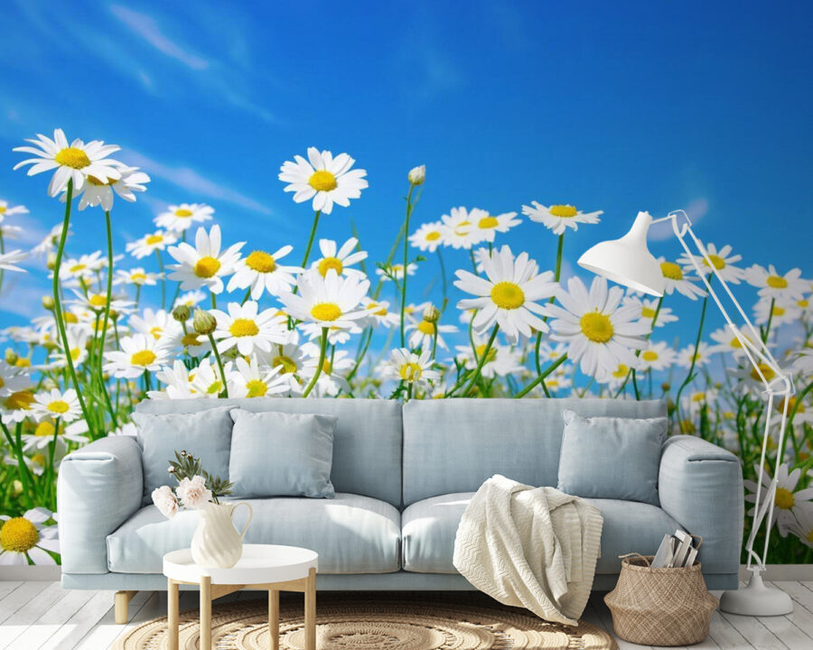 u62523pig14m 900x720 - Field of white and yellow flowers - tegory
