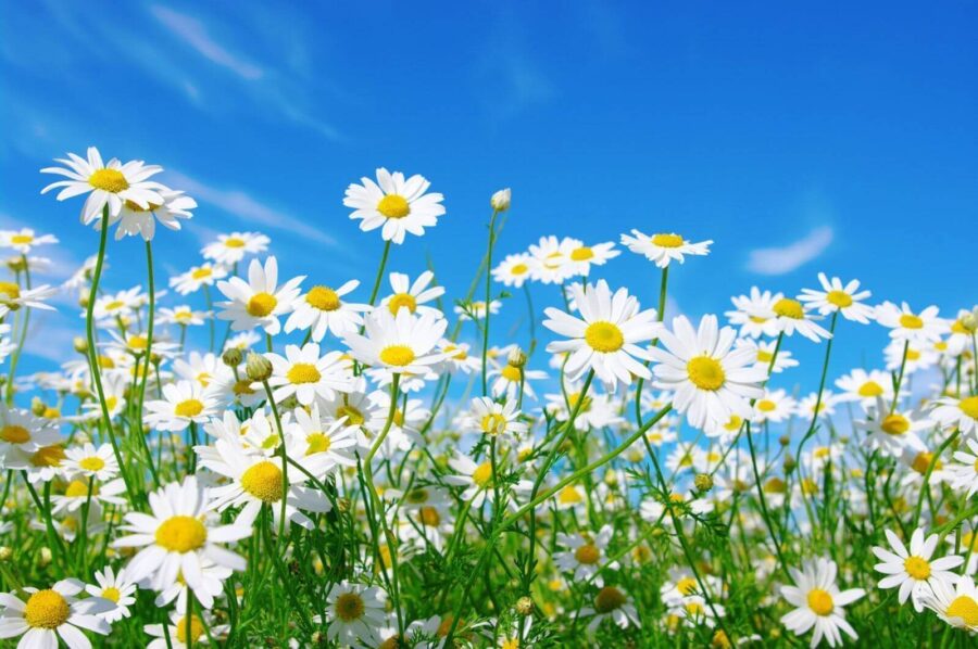 u62523p 900x598 - Field of white and yellow flowers - tegory
