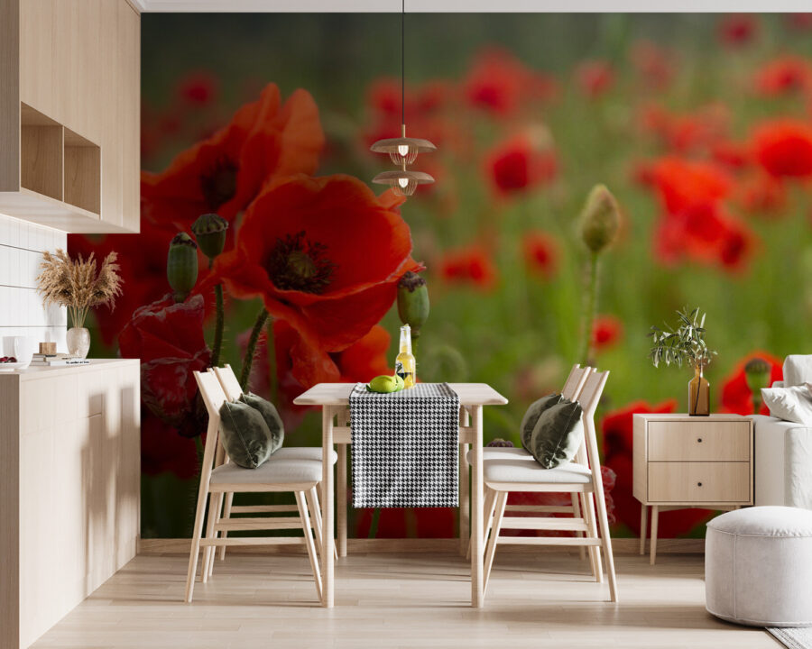 Field of red flowers u61697pik119m 900x720 - Field of red flowers - tegory