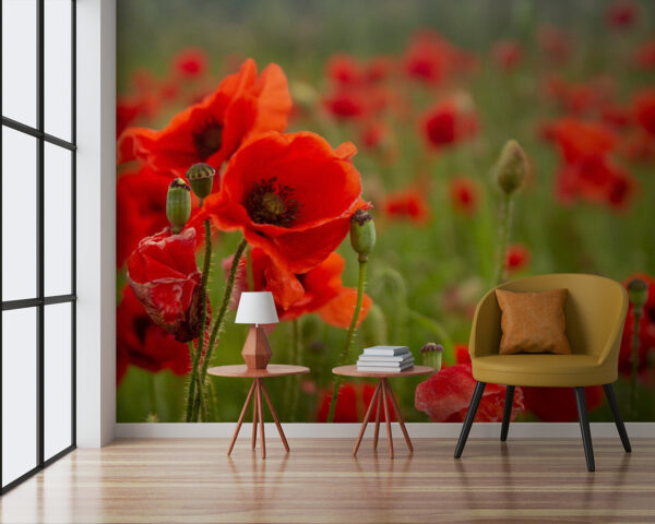 Field of red flowers u61697pig3 600x480 - Field of red flowers - tegory