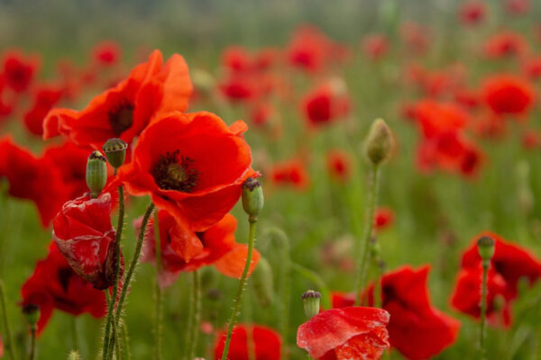 Field of red flowers u61697p 600x400 - Field of red flowers - tegory