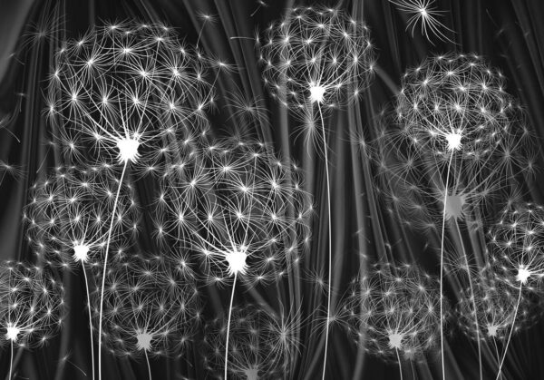 Delicate seeds ready to disperse u61443p 600x419 - Delicate seeds ready to disperse - tegory