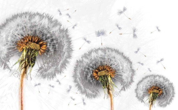 Dandelions dispersing into the breeze. Dandelions dispersing into the breeze.