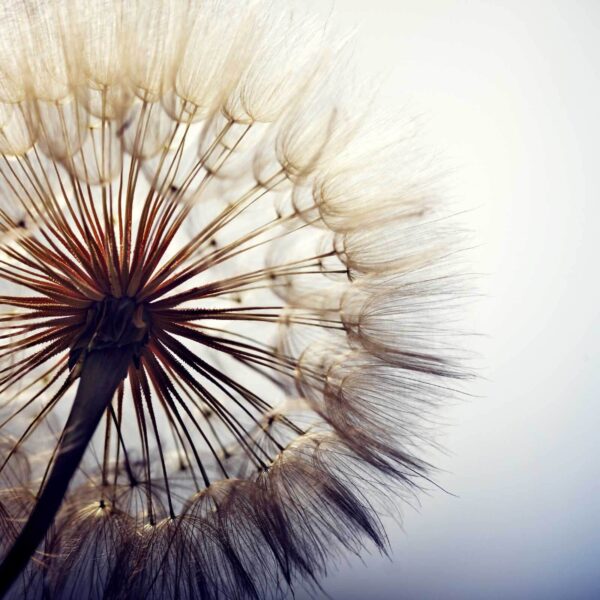 Delicate seeds ready to disperse. u61427p 600x600 - Delicate seeds ready to disperse. - tegory