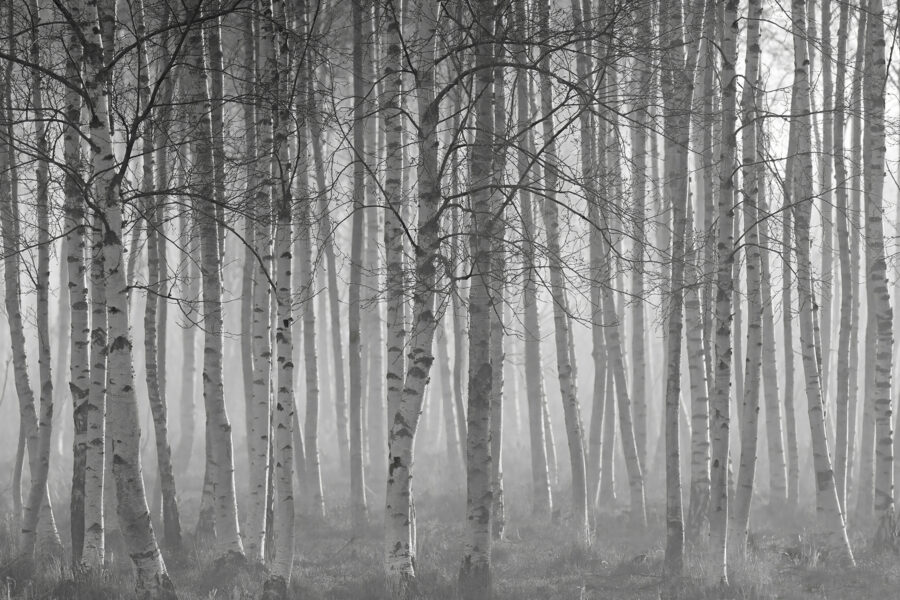 Wall murals Group of trees in a forest - Image 6