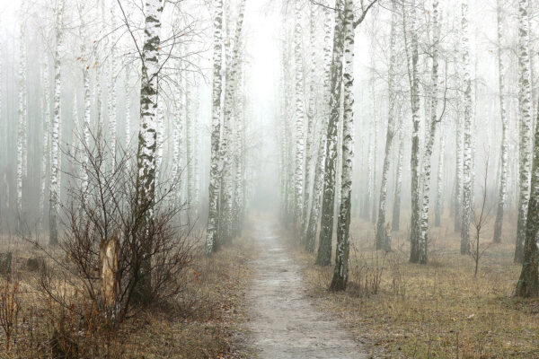 Path through a forest Path through a forest