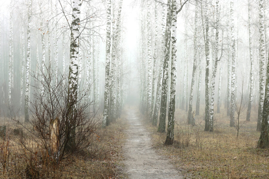 Path through a forest Path through a forest