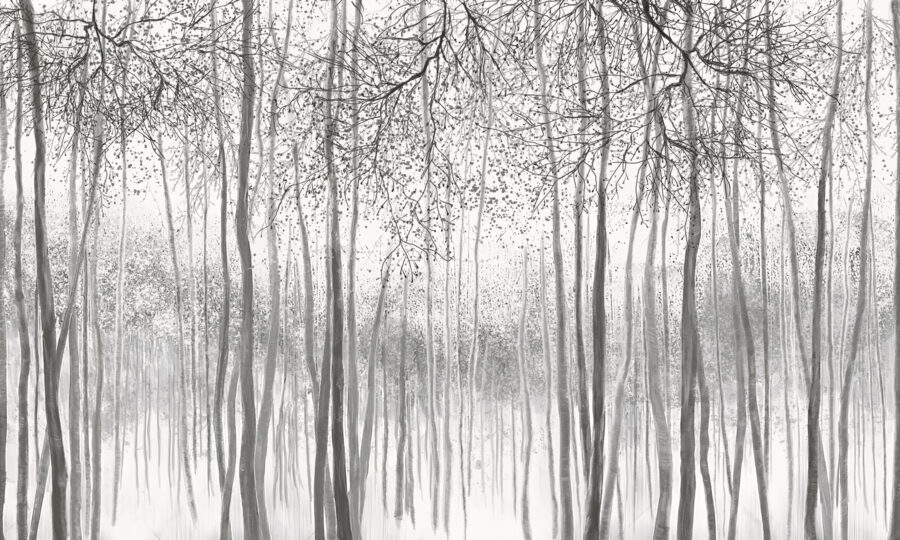 Group of trees in a snowy forest u58938v2p 900x540 - Group of trees in a snowy forest - tegory