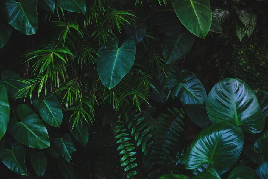 Group of green leaves