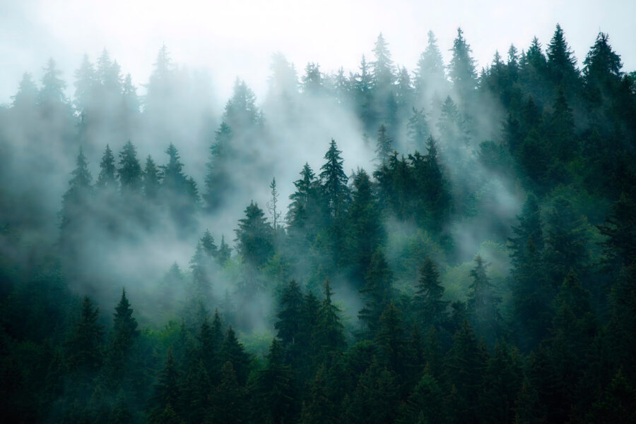 Foggy forest with trees