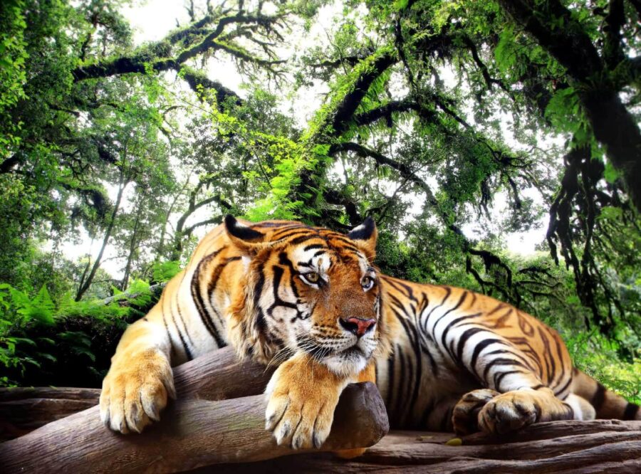 Tiger lying on a log